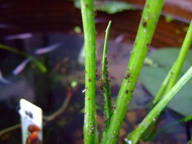 f0152308_1902692.jpg