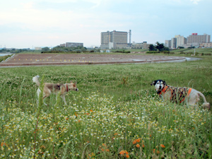 c0012120_118210.jpg