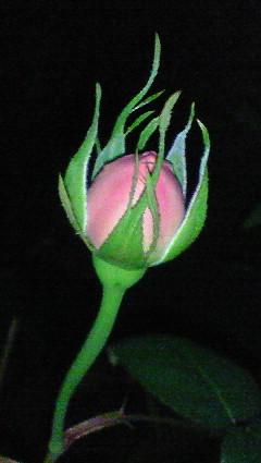 c0097620_21235654.jpg