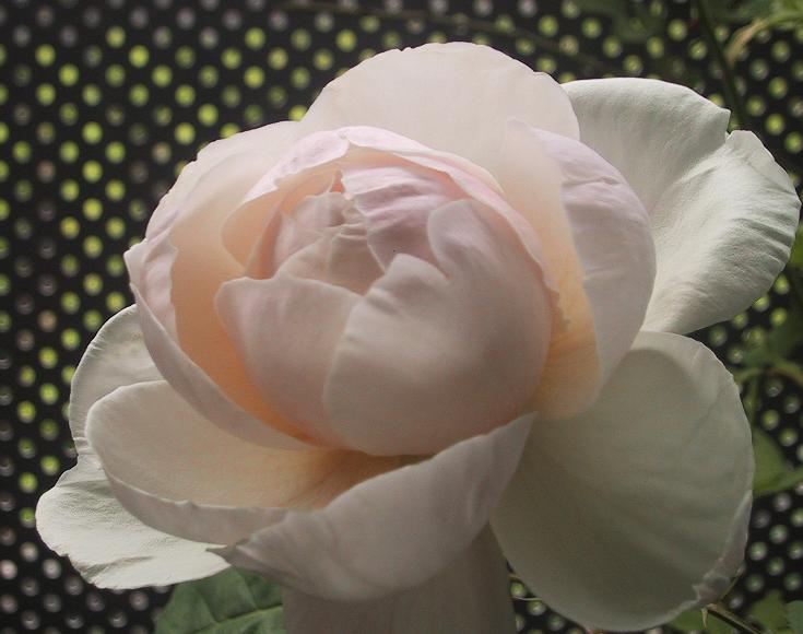 c0097620_21252994.jpg