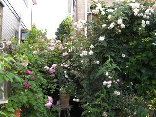 c0204121_9492291.jpg