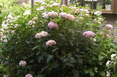 c0204121_9551793.jpg