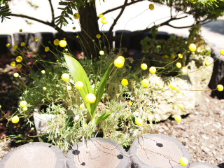 d0068023_15563781.jpg