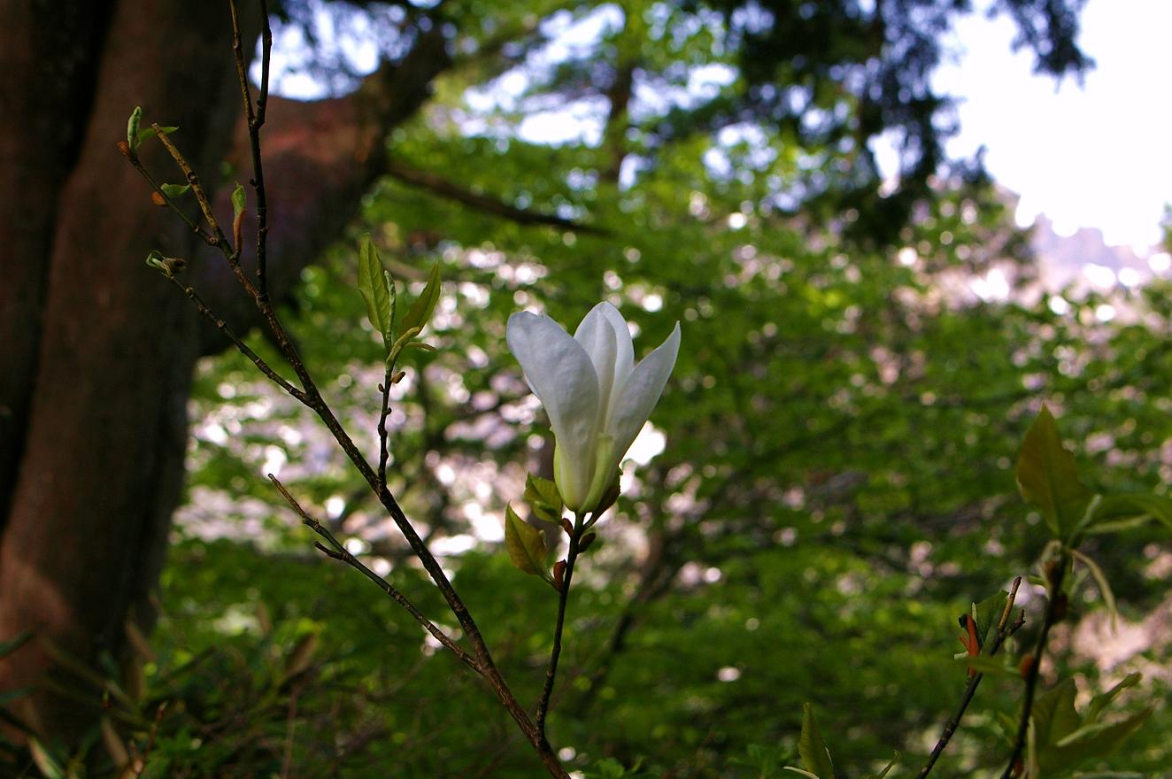 b0062024_6225980.jpg