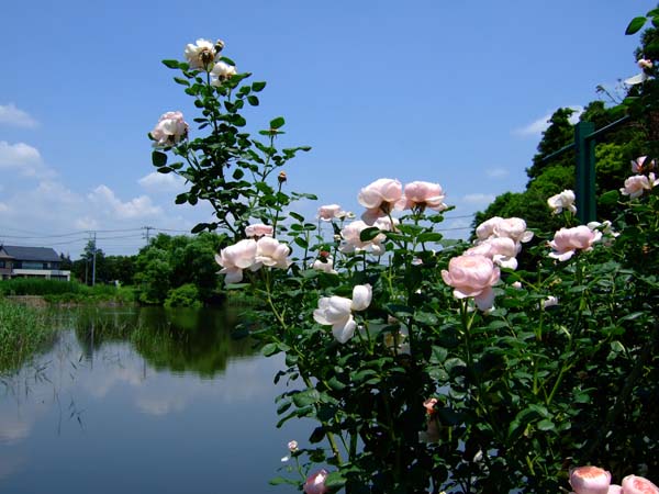 f0147025_20232918.jpg