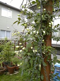 d0020136_16284272.jpg