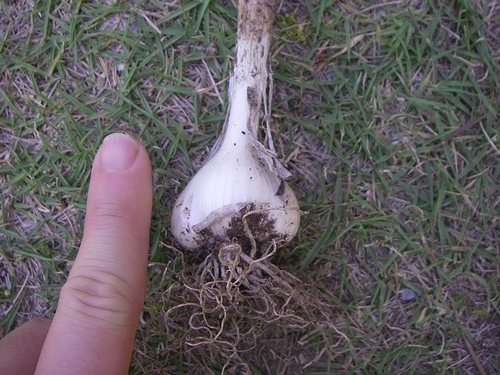 a0034438_11483150.jpg