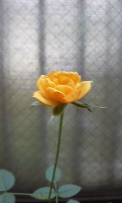 e0123441_22011.jpg