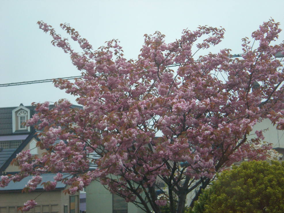 c0153444_8405895.jpg