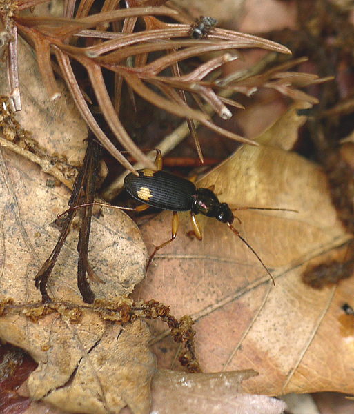d0091754_2183984.jpg