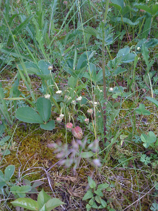b0180156_644798.jpg