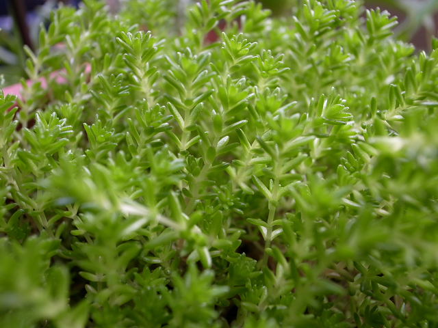 a0115760_9135388.jpg
