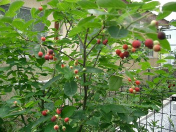 c0186463_1757574.jpg