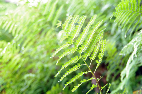c0048265_1751741.jpg