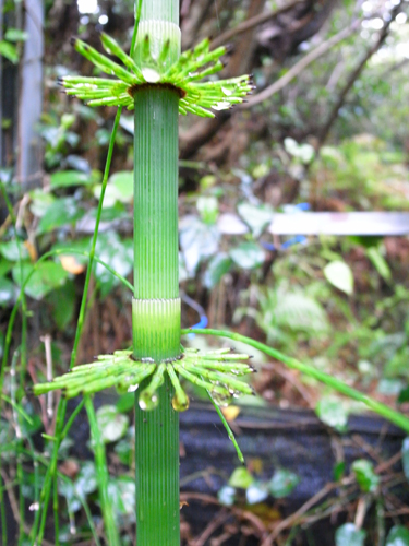 c0048265_1822821.jpg