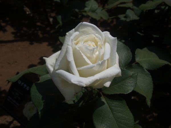 e0153367_10244067.jpg