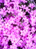 e0004173_19153239.jpg