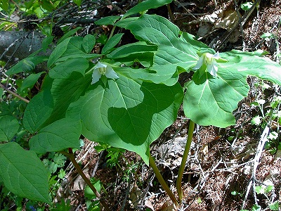 f0182173_2123273.jpg