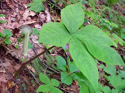 f0182173_21264431.jpg