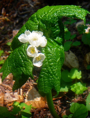 f0182173_21342178.jpg