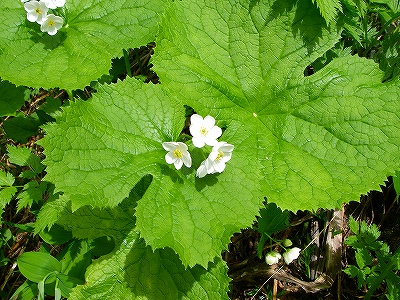 f0182173_21344452.jpg