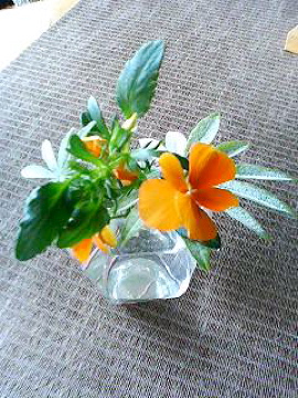 f0054677_844346.jpg