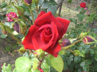 f0116278_20424018.jpg