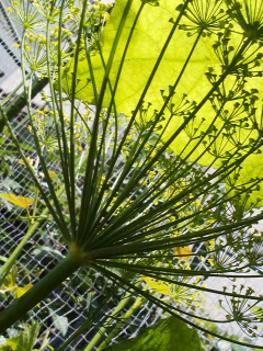 f0085291_1884821.jpg