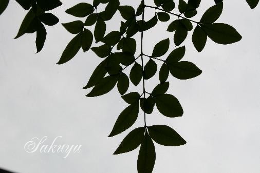 e0122194_1713862.jpg