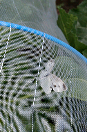 d0100095_10543952.jpg
