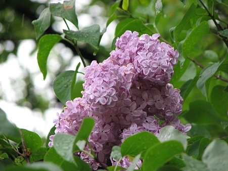 c0128199_2023850.jpg