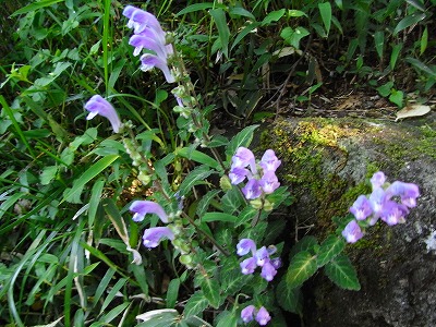 f0187402_19585289.jpg