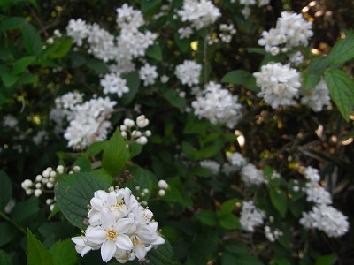 f0187402_19591135.jpg
