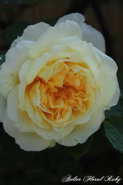 d0001008_85898.jpg