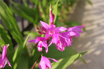 c0143711_21104085.gif