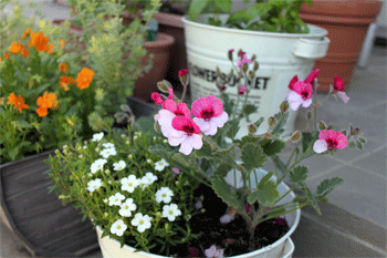 c0143711_21122579.gif