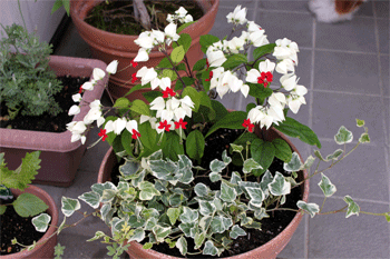 c0143711_2112401.gif