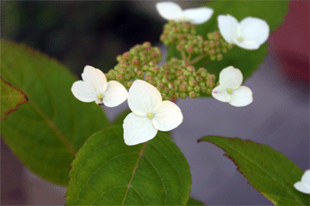 c0143711_21125434.gif