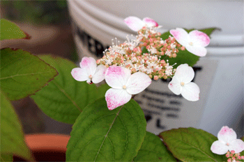 c0143711_2113697.gif