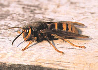 f0068511_1372258.jpg
