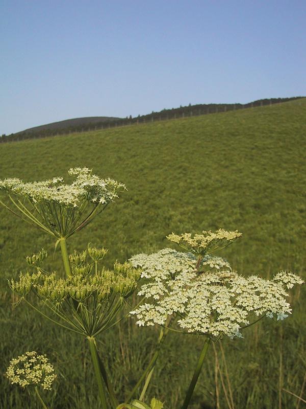 c0097620_2393179.jpg