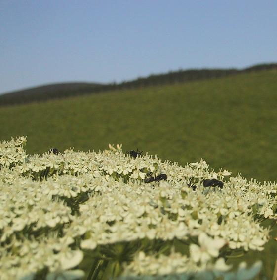 c0097620_2395458.jpg