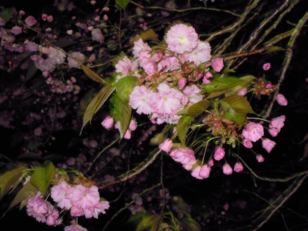 <b>登別温泉</b> 第一滝本館 ～たきもとブログ～ : 八重桜が満開になりました <b>...</b>