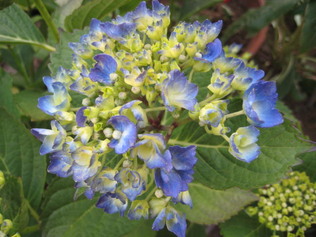 e0166032_1633166.jpg