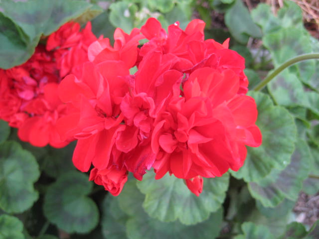 e0166032_16365024.jpg