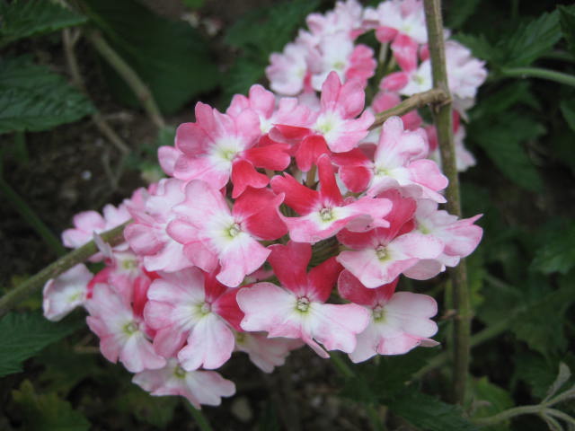 e0166032_16405047.jpg