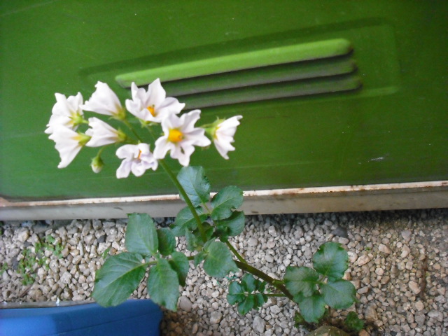 c0194042_21371734.jpg