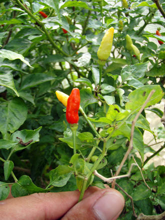 f0014842_1743279.jpg