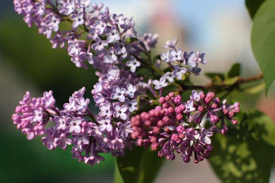 a0042044_229726.jpg