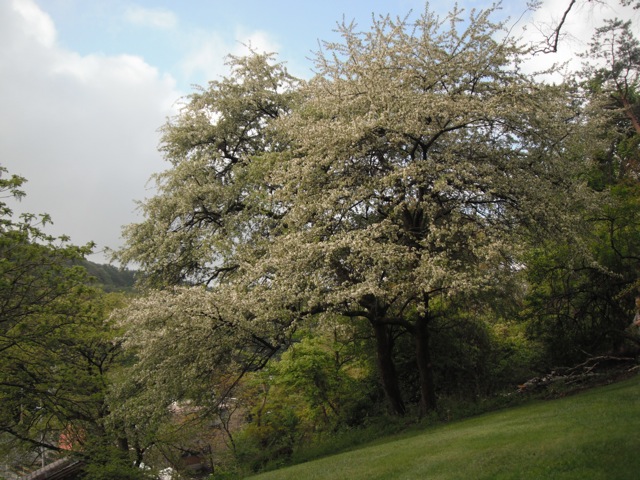 c0190847_18313322.jpg
